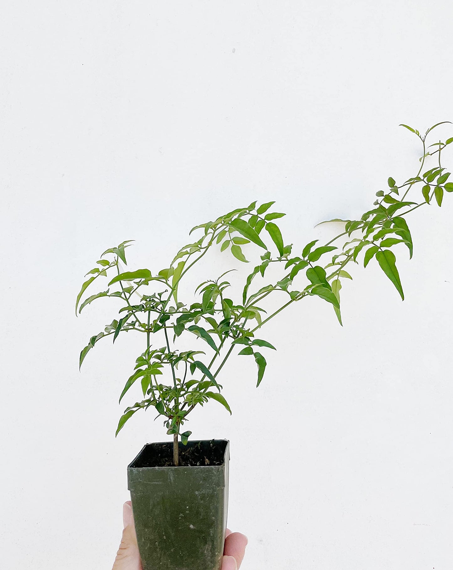 Mini Pink Jasmine Vine Starter Plant | Jasminum Polyanthum | 2 inch Pot