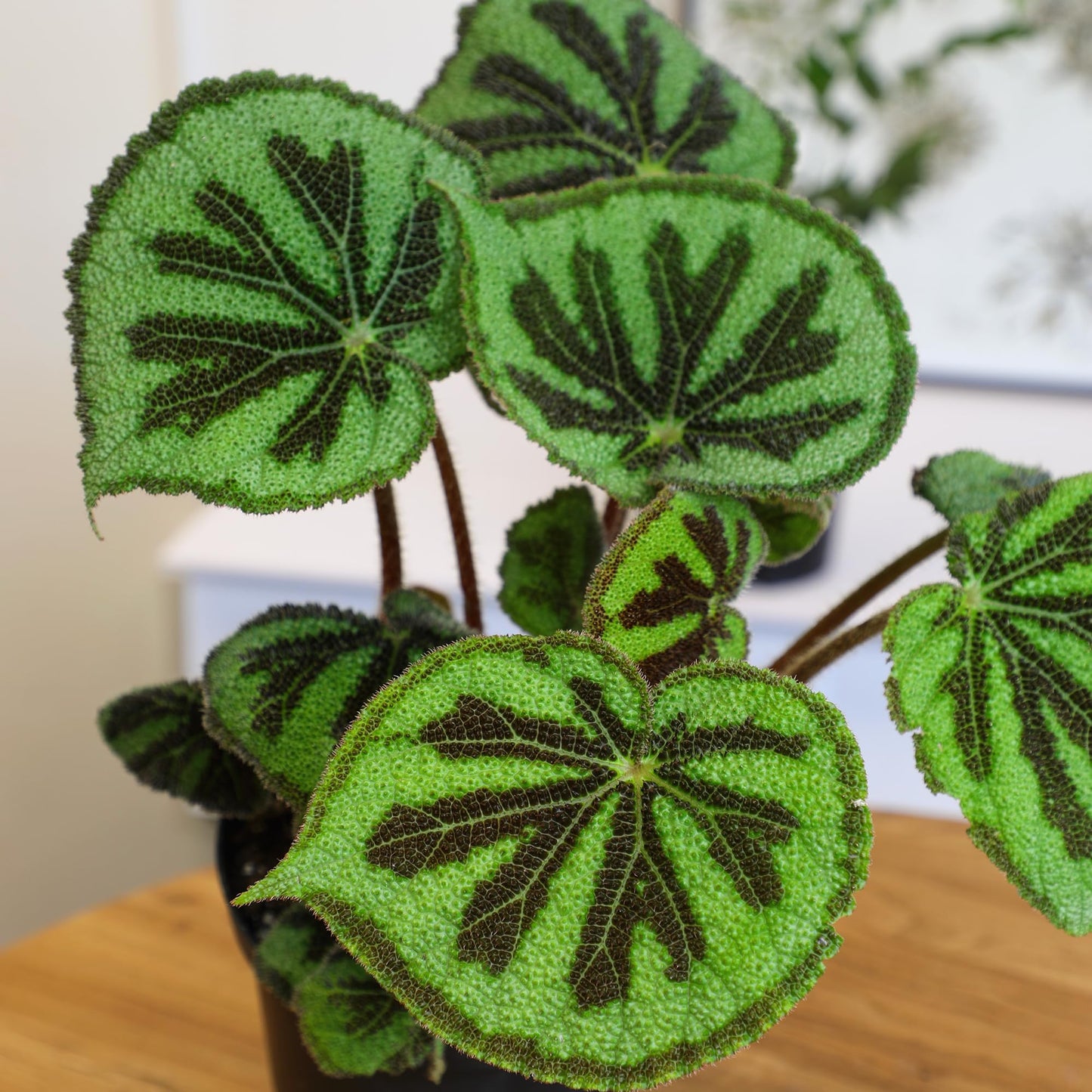 Begonia Masoniana Rock, Live Houseplant Decor in 6" White Pot, Textured Leaves, Easy Botanical Gift, Iron Cross Houseplants, Desk Decor & Gifts, Office Plants & Decorative Plants by Plants for Pets