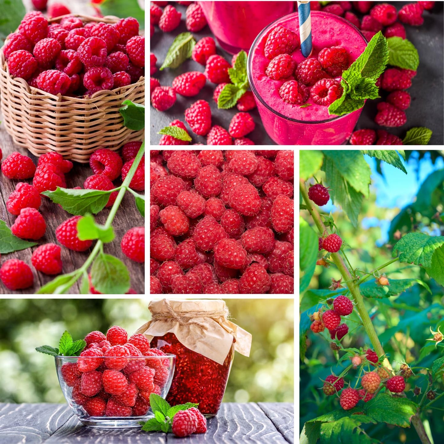 Set 2 Caroline Red Raspberry Plants Live for Planting, 4-8 Inch Tall, Sweet Fruits, Raspberry Bushes Live Plant for Home Garden
