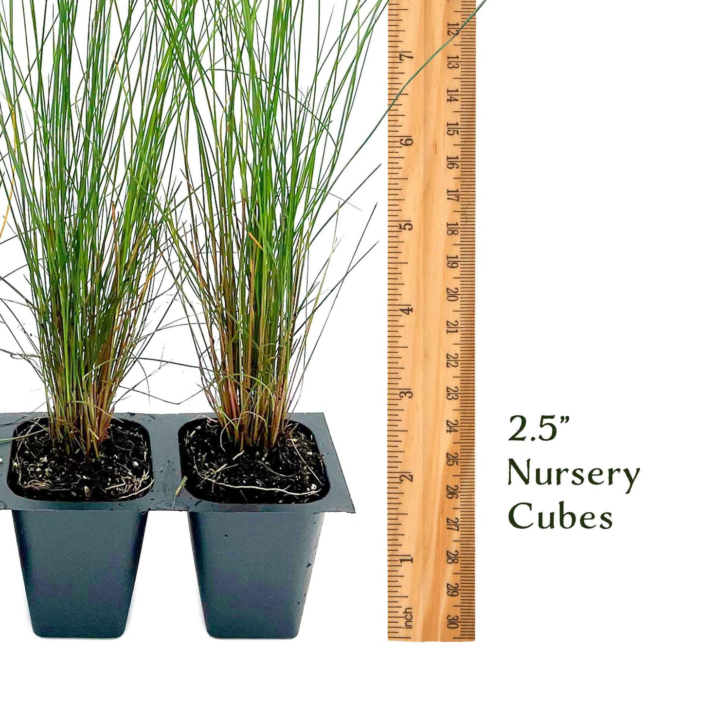 3 Pink Muhly Grass – Ornamental Perennial Grass with Cotton-Candy Pink Plumes for Borders & Mass Planting (Muhlenbergia capillaris) in 2.5″ Cubes, Live Plants