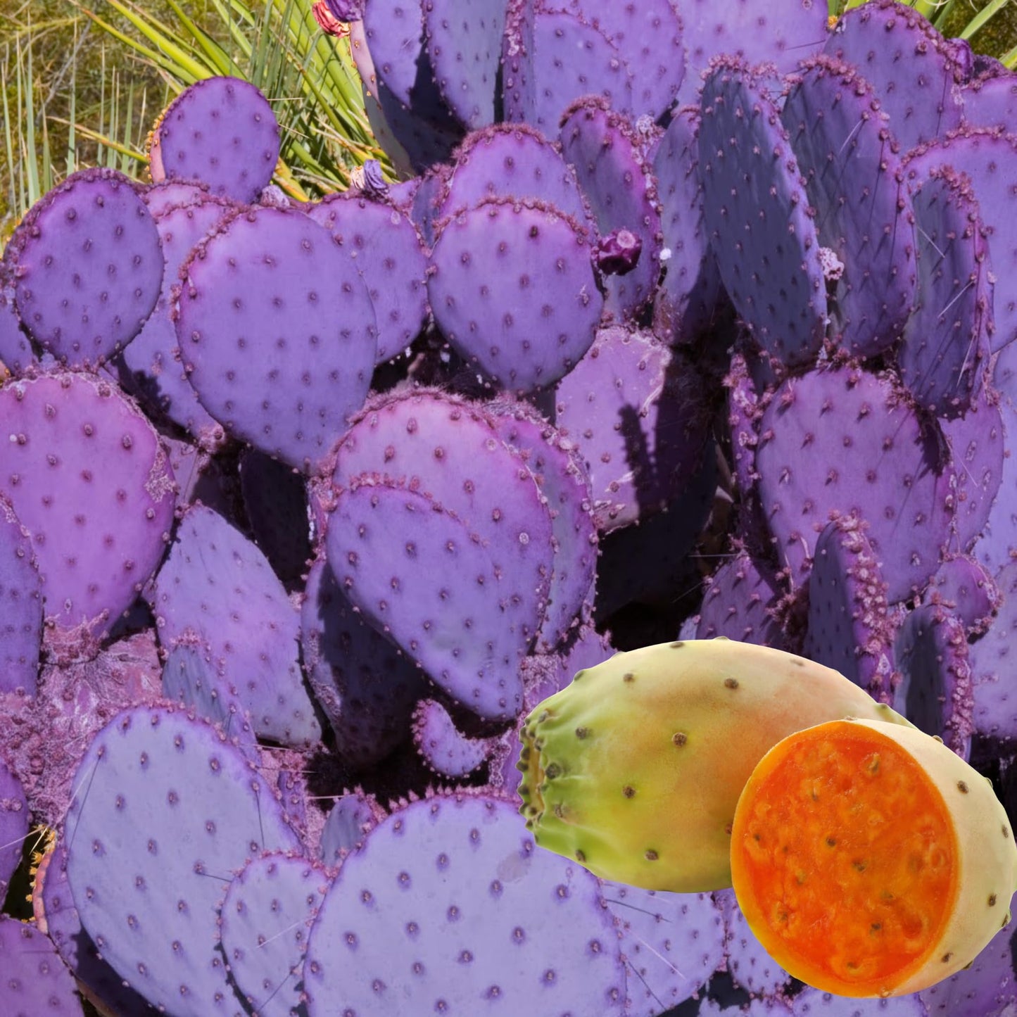 Purple Prickly Pear Cactus Plant Live, Cactus Succulent for Home Decor 6–8 Inch Tall, Cold Hardy, Indoor Outdoor Planting