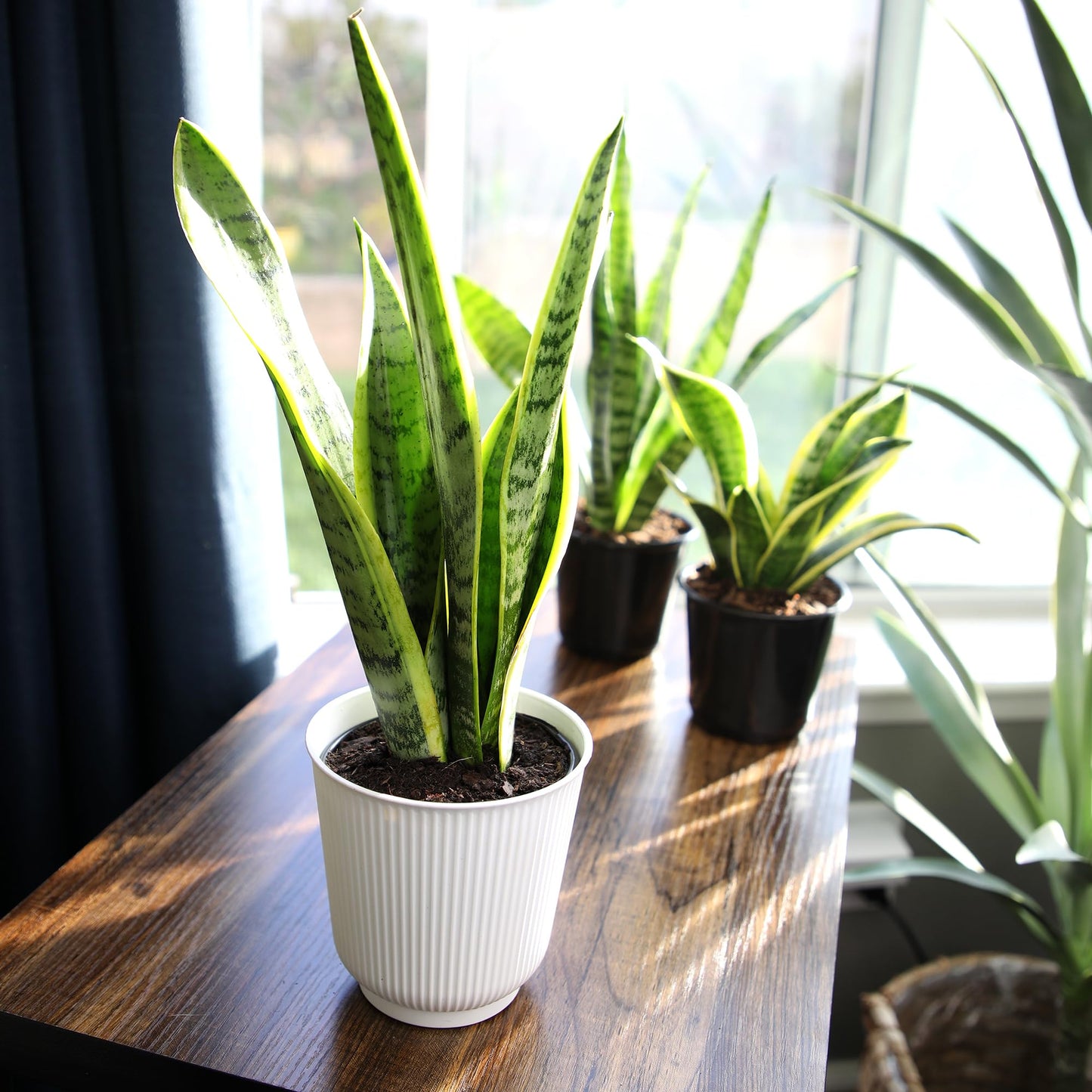 Altman Plants Sansevieria Laurentii Snake Plants (Approx. 10" Tall) in White Planter, Variegated Snake Plant Decor, Easy Plant Gift & Desk Plant, Live Snake Plant Live Indoor with Pot, Air Purifying