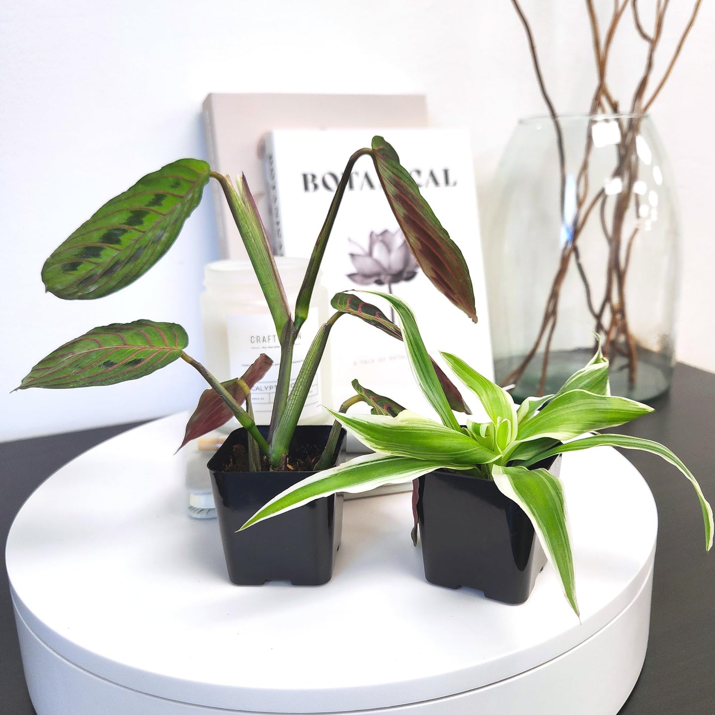 Easy to Grow Houseplants (6PK), Live House Plants in Plant Containers, Growers Choice Plant Set in Planters with Potting Soil Mix, Home Decor Planting Kit or Outdoor Garden Gifts by Plants for Pets
