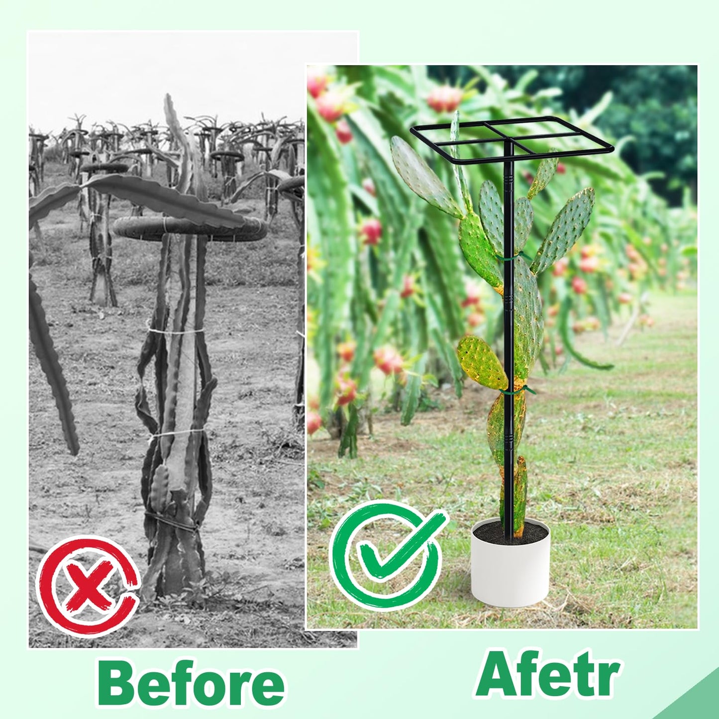 iCHKED 63'' Metal Dragon Fruit Trellis, Adjust Durable Dragon Fruit Plant Trellis Support Garden Fruit Stand for Vertical Climbing Plants Trees Cactus Roses Vines Outdoor Indoor,1 Pcs