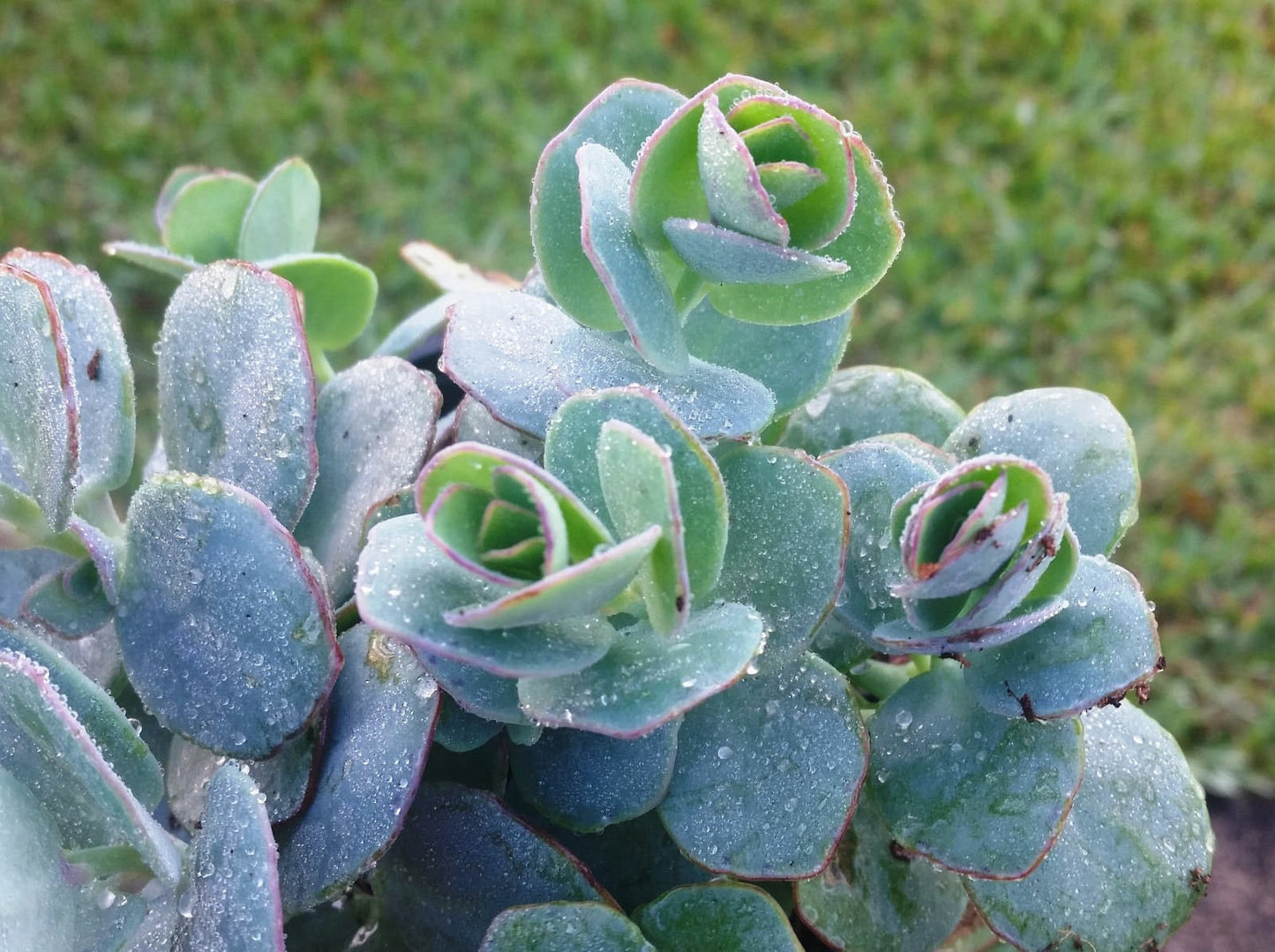 Marnier's Kalanchoe Marnieriana Panamensis – Rooted Succulent 2” Pot