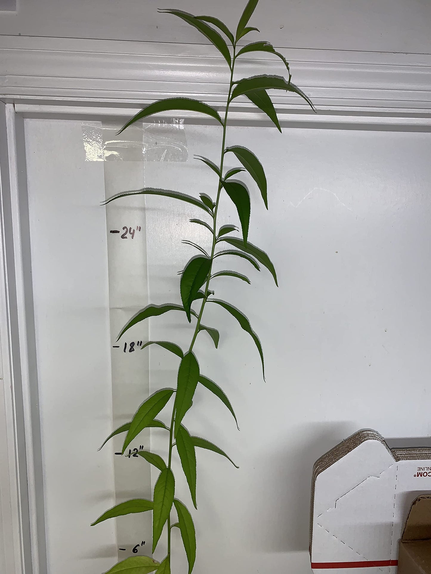 Prunus persica Nemaguard (Peach Seedling) Live 1-2 y.o. Plant