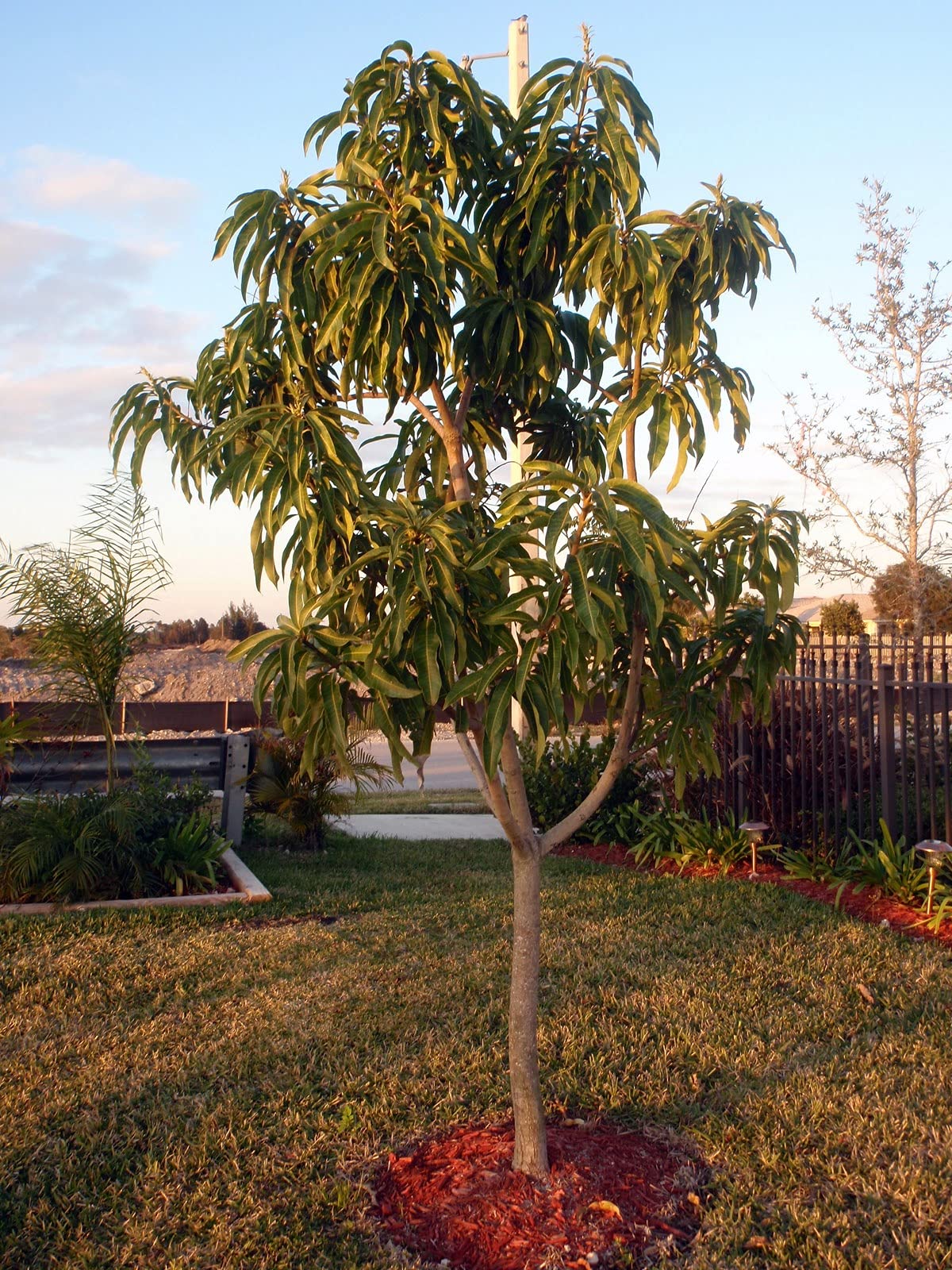 Mango Tree - Live Fruit Tree in a 3 Gallon Pot - Mangifera Indica 'Miracle Mango' - Tropical Edible Fruit Bearing Tree