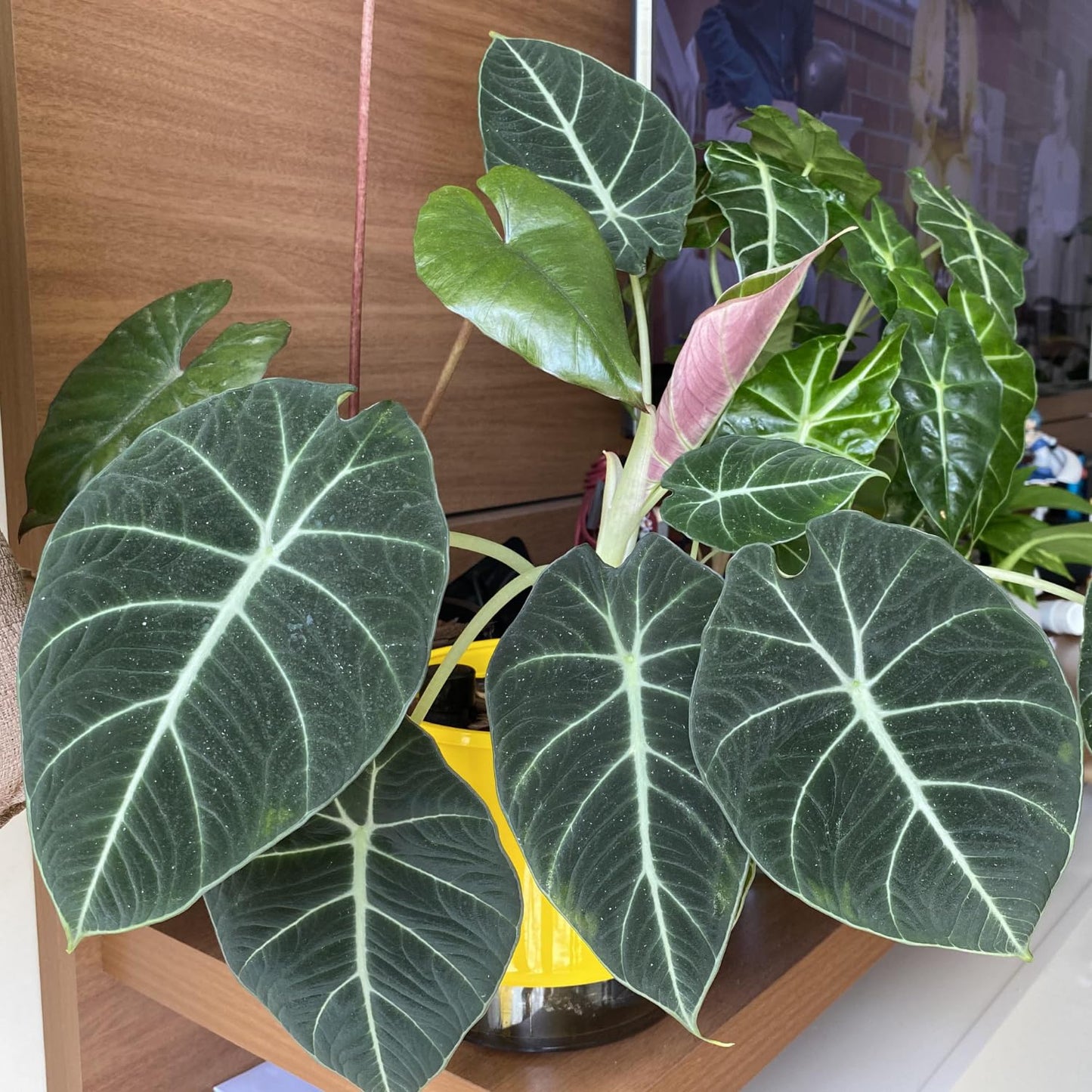 Black Velvet Alocasia Live Plant, Rare Alocasia Plant, House Plant, House Plant Indoors Live 6 Inches Tall No Pot