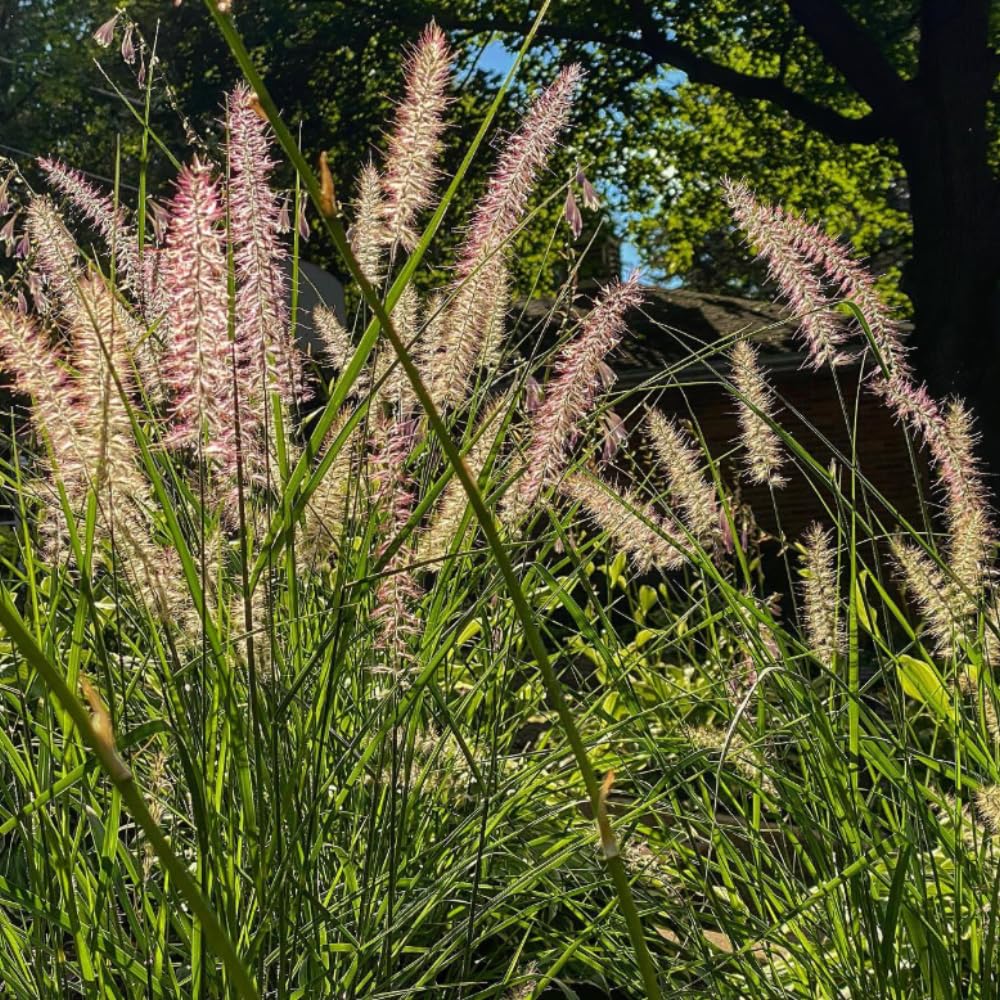 Set 3 Fountain Grass Plants Live Clumps for Planting Your Garden, 4-8 Inch Tall, Ornamental Grasses Live Plants Perennial (Rose Fountain Grass)