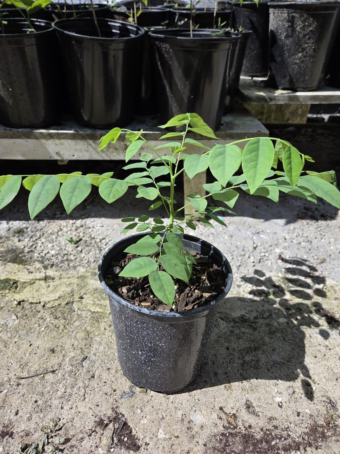 Tropical Grosella Tree Live Plant, Phyllanthus Acidus, Otaheite Gooseberry Fruit Tree, Seed Grown 8-12 Inch, USDA Zones 10-11, Outdoor Growing