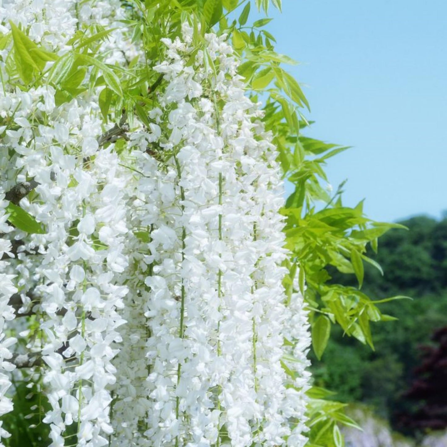 400+ Climbing Weeping Jasmine Flower Seeds for Planting Fragrant Plant Seeds Four Seasons Garden Home Jasmine Garden Balcony Climbing Flower