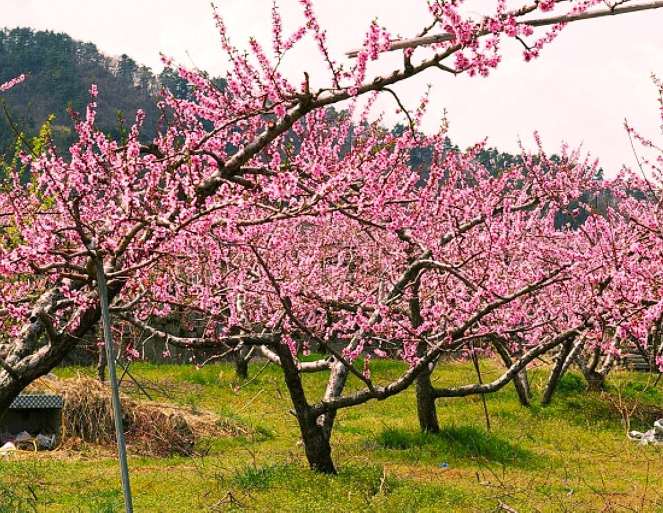 TomorrowSeeds - Nemaguard Peach Tree Seeds - 15+ Count - for 2026 Planting Prunus Persica Peaches Rootstock Nectarine Root Hardy Grafting Fruit Perennial Trees Pink Blossoms Grow Your Own Home Farm