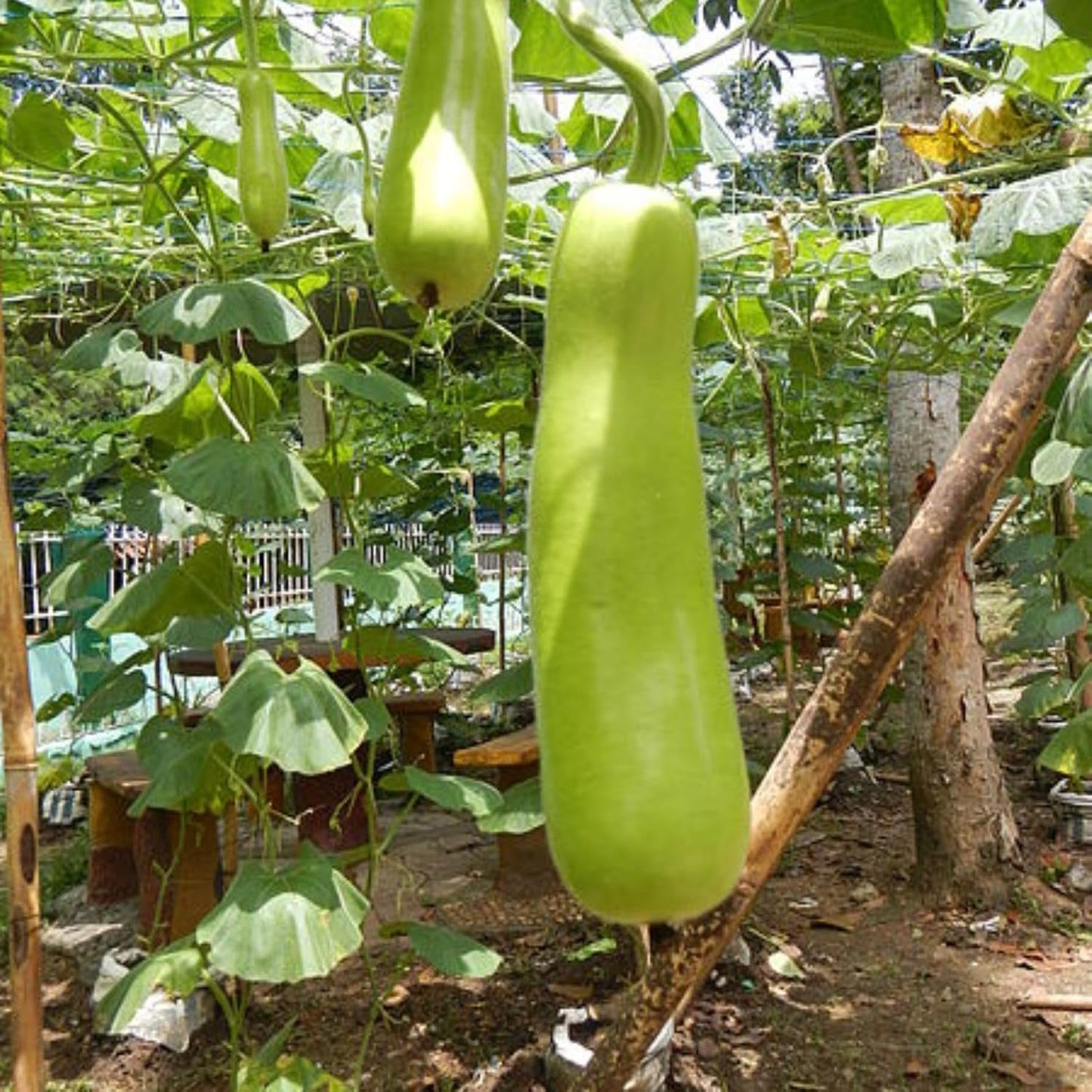 25 Pcs Indian Long Bottle Gourd Seeds for Planting, Non-GMO Vegetable Seeds for Home Garden, Terrace, Balcony Planters, Outdoor Pots, and Backyard Growing
