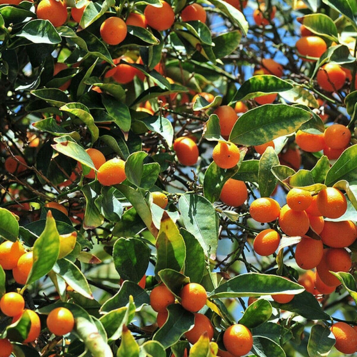 Nagami Kumquat Tree - 2-5 Inch Tall Live Plant - Potted Seedling - Orange Citrus Fruit Plant - Fortunella Margarita