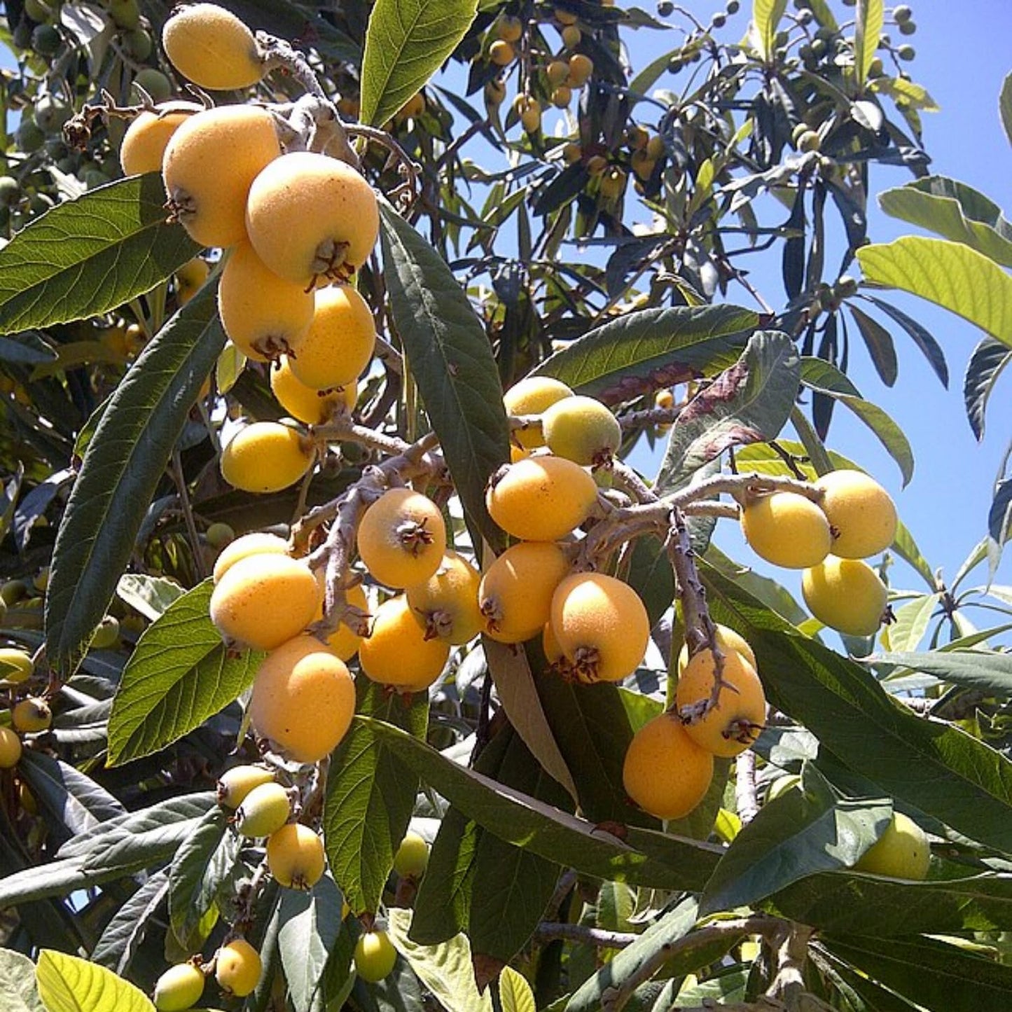 Golden Loquat Tree Live Plant, Grafted Loquat Tree, 10 to 14 Inc, Loquat Plant Live for Growing Outdoor Indoor, Half Gallon Pot