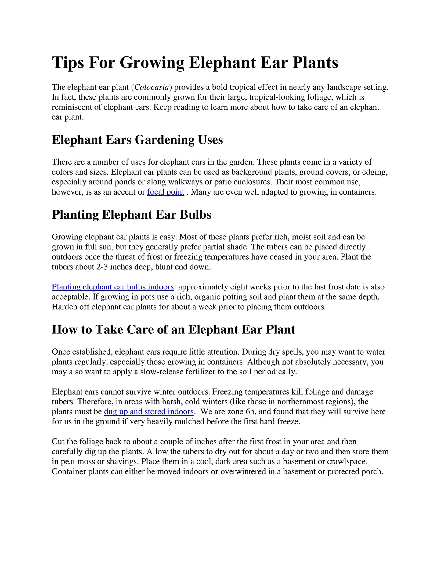 3 Black Magic Elephant Ears - 4 Inch Containers (3 Pots of Plants) Do not Order in Extreme tempertures, hot or Cold