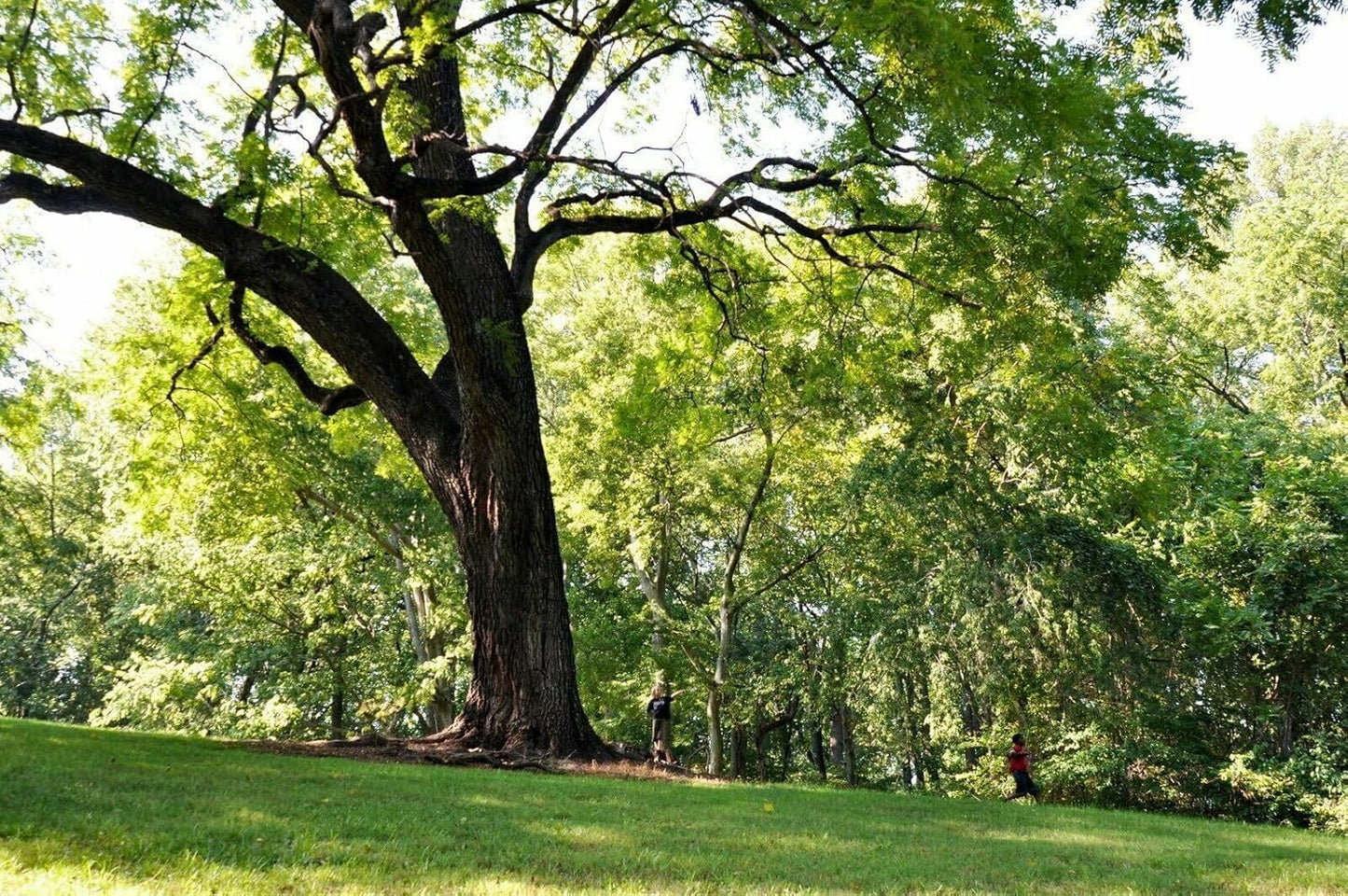 2 Black Walnut Trees - 10-18" Tall Nut-Bearing Live Plants - Fast Growing Tree Seedlings - Juglans Nigra - (2 Pack)