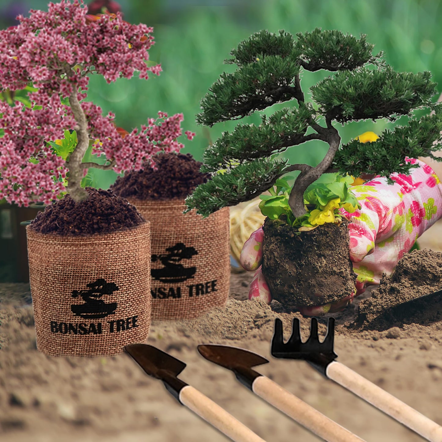 Sproutix Bonsai Garden Starter Kit, 4 Seeds Growing into Sakura, Ginkgo, Black Pine, Red Flame, Including Complete Gardening Tools & A Planter Box with Cover for Men Women Beginners