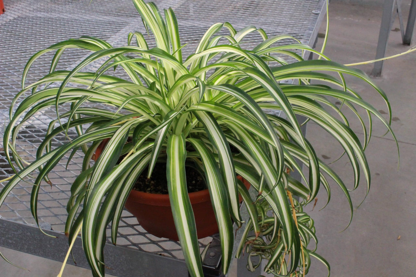 Variegated Spider Plant, Live Indoor Houseplant, 2-Inch Grow Pot, Set of 3, Air Purifying, Low Light