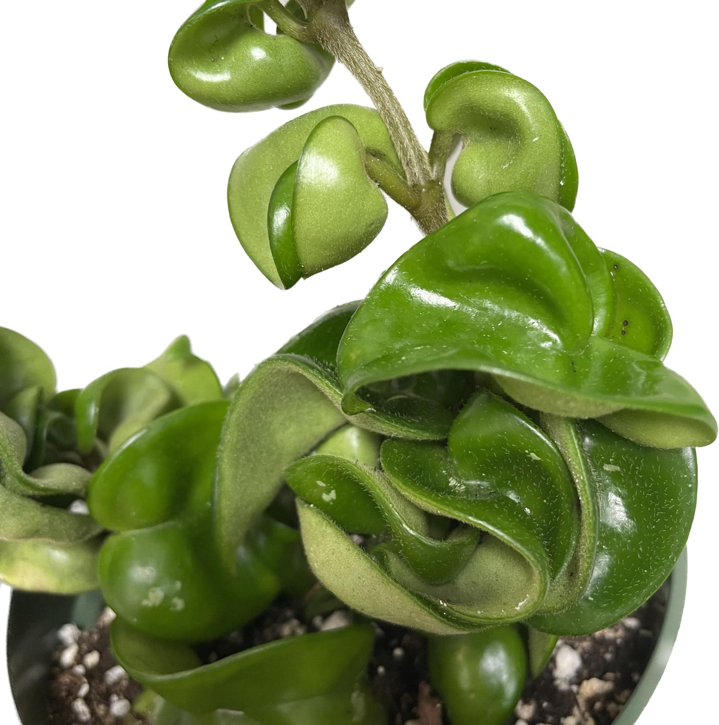 Hoya Compacta aka Hoya Hindu Rope Available in 2" Pot Live Hoya Plant | Air-Purifying Plant