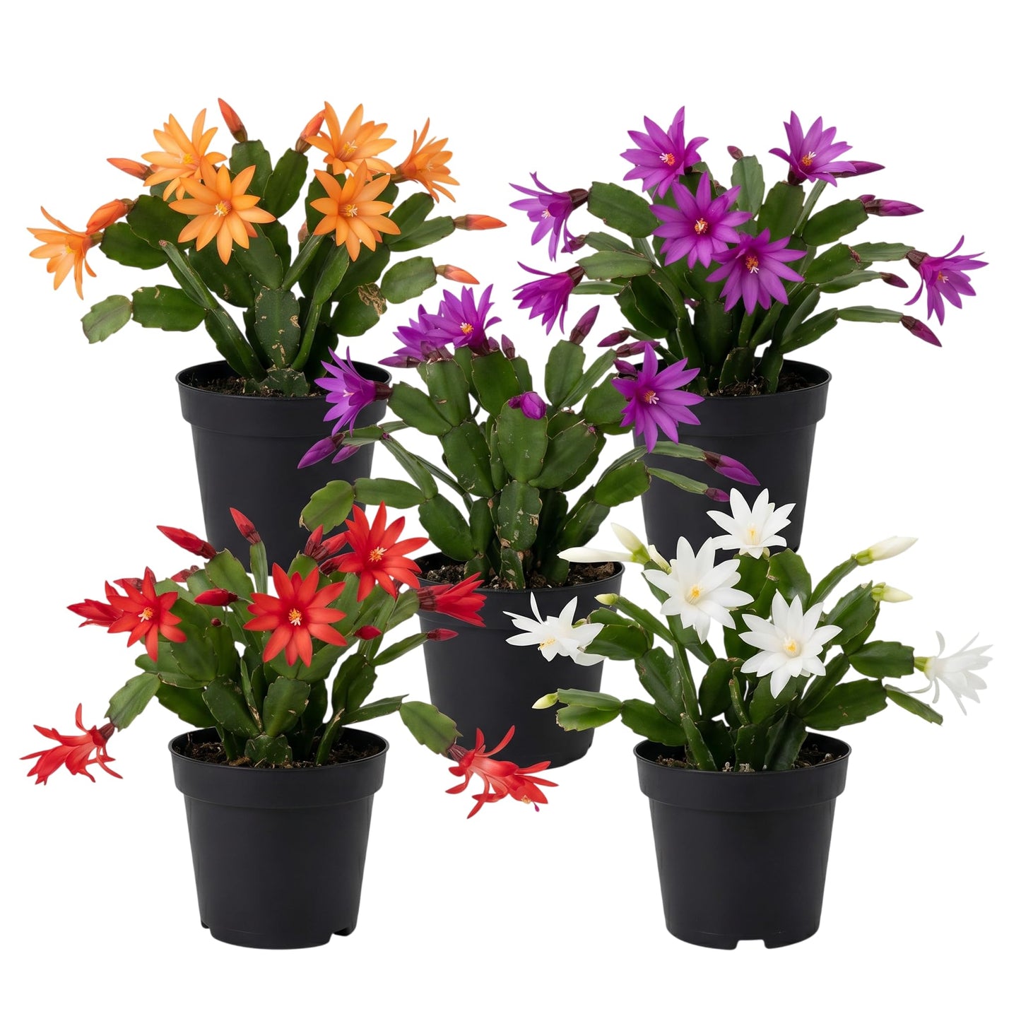 Assorted Easter Cactus Plant Assorted Spring Cactus Rhipsalidopsis Flowers Plant, Holiday Cactus Live Plant 4-6 Inch Tall