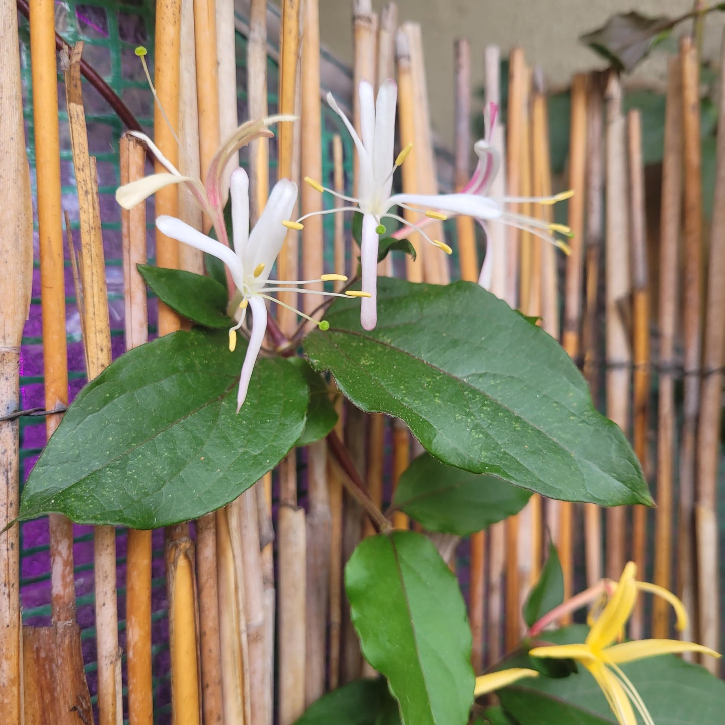 Honeysuckle Live Plant Lonicera Japonica One Starter Plant in 2" Pot | California Grown | Zones: 4–9