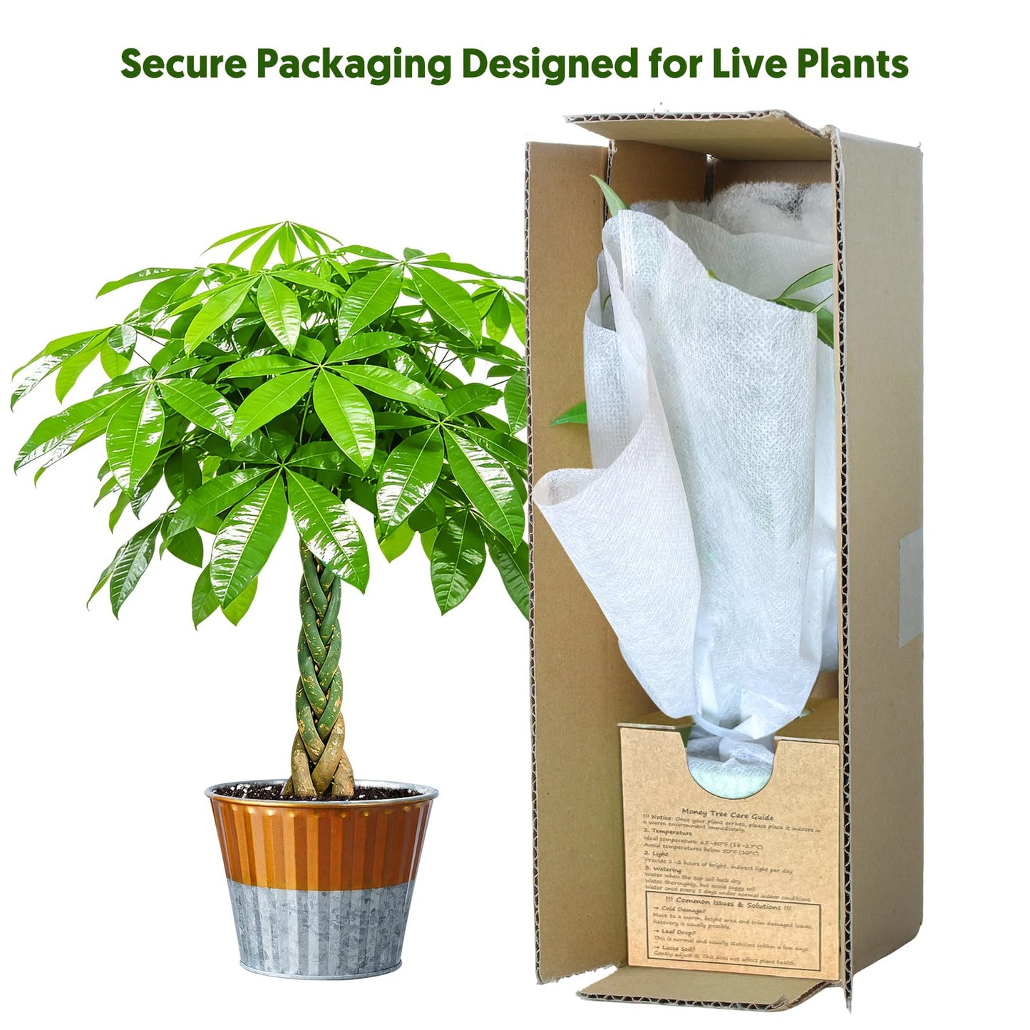 Live Plants Money Tree in 4" Gold-Gray Pot, Easy to Grow Houseplant, Indoor Bonsai, Home Office Decor, Birthday Housewarming Gift
