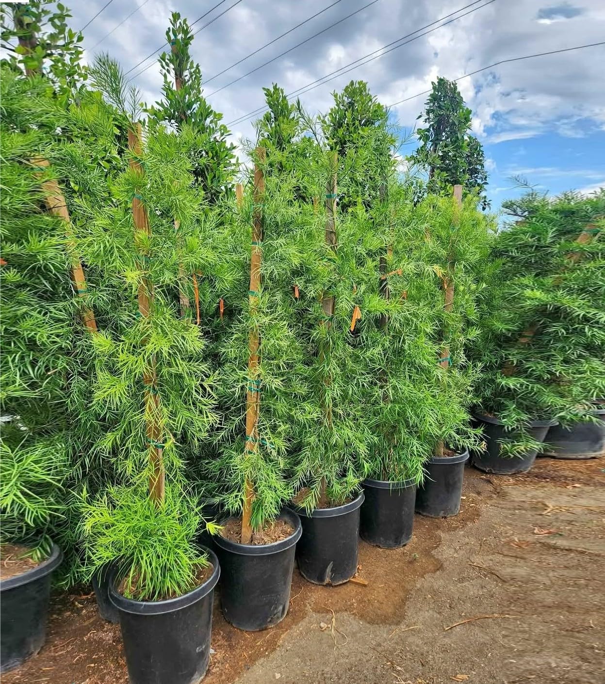 Podocarpus Macrophyllus Hedge Tree, Full Sun Outdoor Plant, Evergreen Privacy Screen, Low Maintenance, Drought Tolerant, Ornamental Foliage, Japanese Yew (2, 1-2 FT 1 Gallo Potted)
