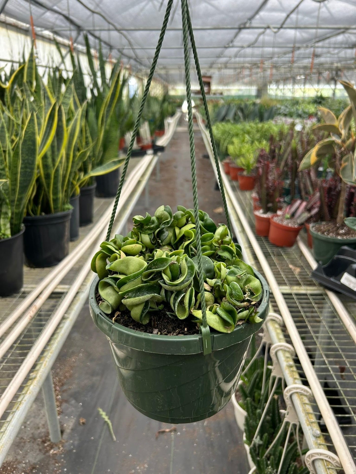 Hoya Hindu Rope Krinkle Curl-4" Pot/Nursery Pot - Live Plant Easy Care, Low Maintenance for Home Decor - Air Purification Houseplant
