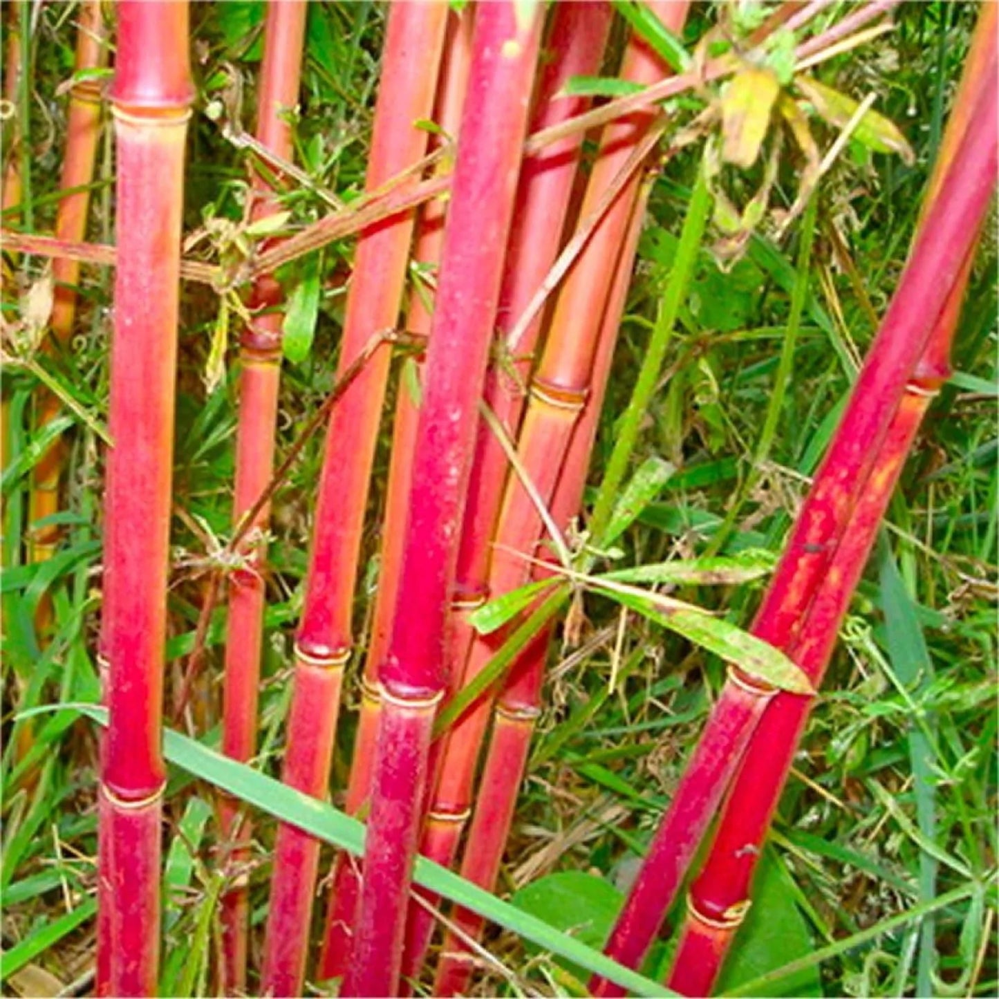 50 Red Panda Bamboo Seeds Perennial Ornamental Seed Privacy