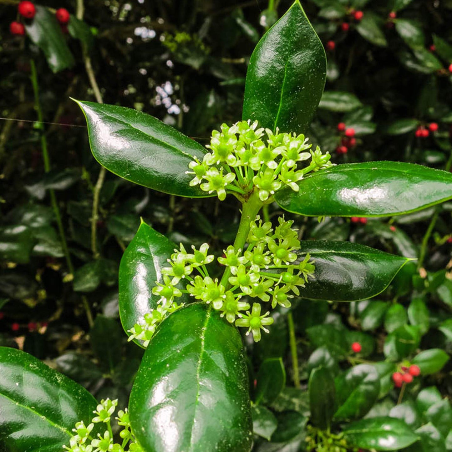 Dwarf Burford Holly 1 Gallon