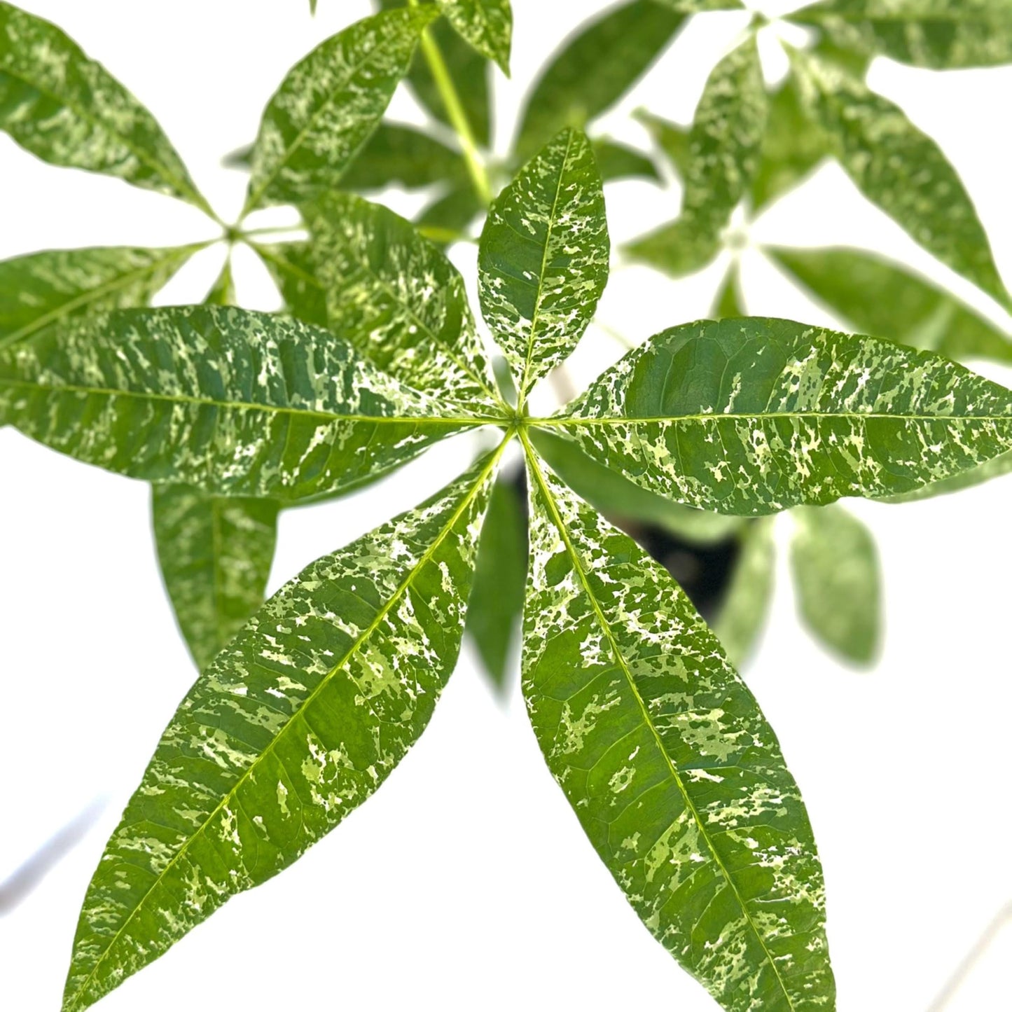 Live Money Tree Plant – 4” Indoor Pachira Glabra Variegated Fully Rooted | Albo Varieagata Rare Indoor Houseplant | Air-Purifying for Home, Office & Gifts (Heat Pack Included)