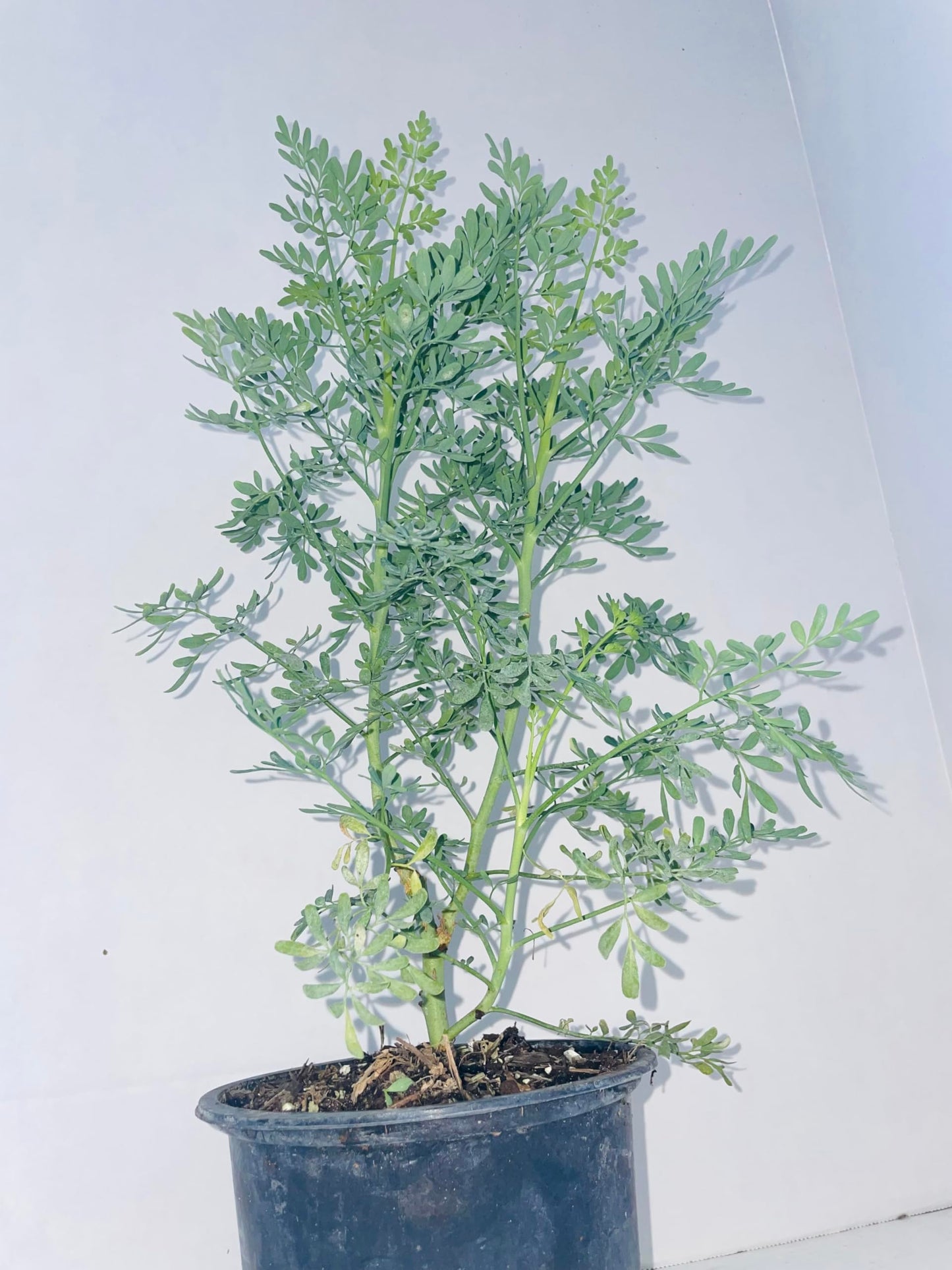 Plant - Common Rue (Ruta graveolens) Herb of Grace - Ship in 3" Pot with Soil…5" to 7" Height