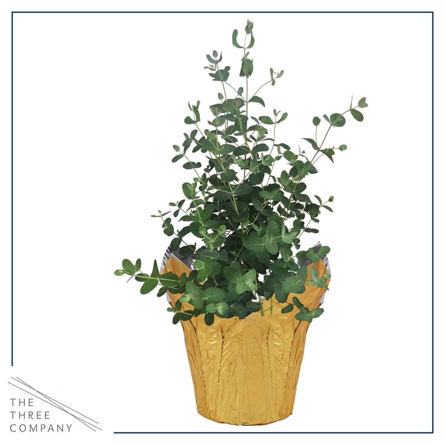 Live Aromatic and Healthy Herb - Eucalyptus, Improves Air Quality, Wrapped in Deco Cover, 14" Tall by 6" Wide in 1.25 Quart Pot