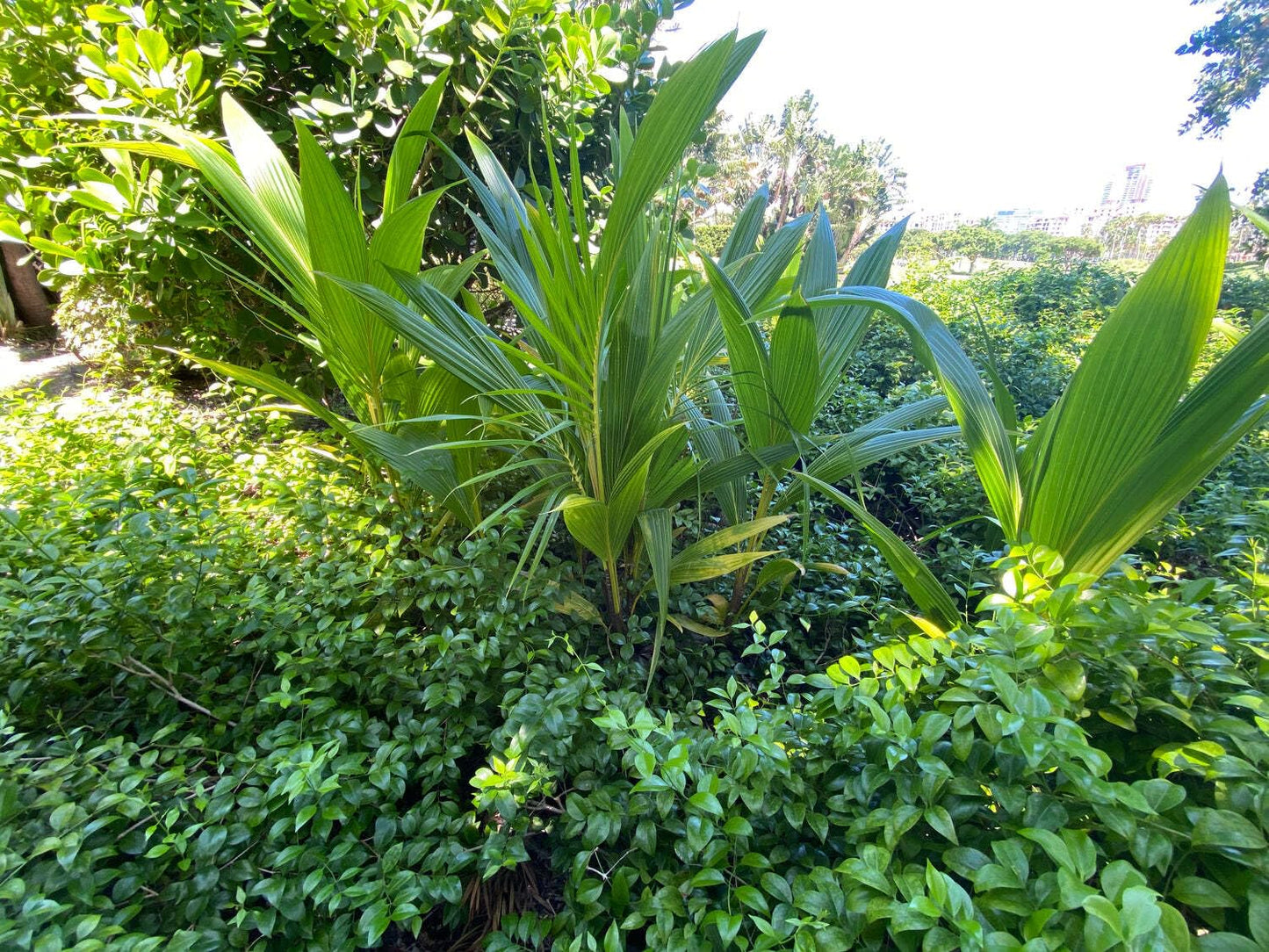 Green Malayan Coconut Palm Tree - Tropical Cocos Nucifera, Low Maintenance Live Exotic Palm for Indoor & Outdoor Spaces, Air-Purifying, Drought-Tolerant Ornamental Accent Plant (2gal Pot, 2-3ft)