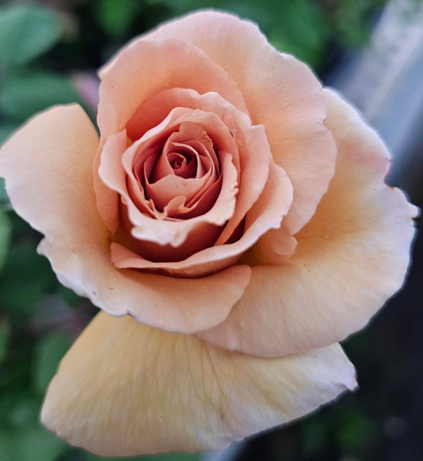 Ma Cherie Roses Butterscotch Climbing Roses Live Plants, Rose Bushes Ready to Plant, 2 Quart Pot, Live Plants Outdoor, Plant Gifts, Roses Live Plants, Outdoor Plants Live, Rose Bush, Climbing Roses