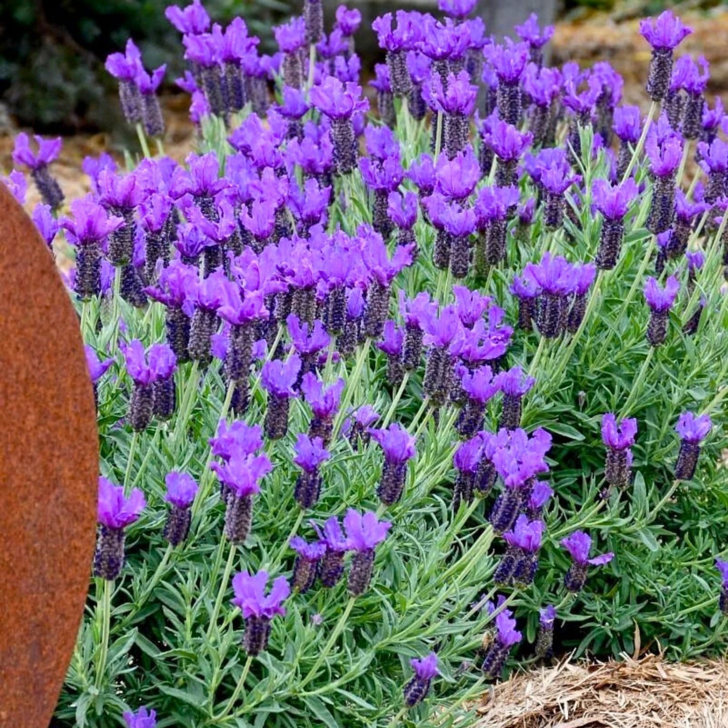 Pack 2 Lavender Live Plants 4-8 Inches, Hardy Fragrant Perennial Outdoor Herb Plant (Assorted Lavender)