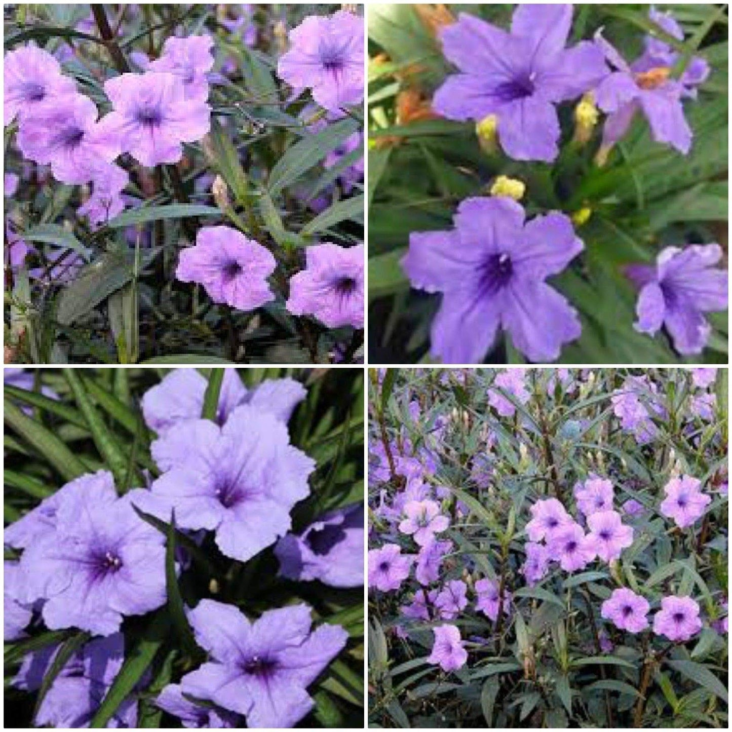 12 Mexican Petunia~RUELLIA BRITTONIANA Perennial Well Rooted Plants Shrub Garden