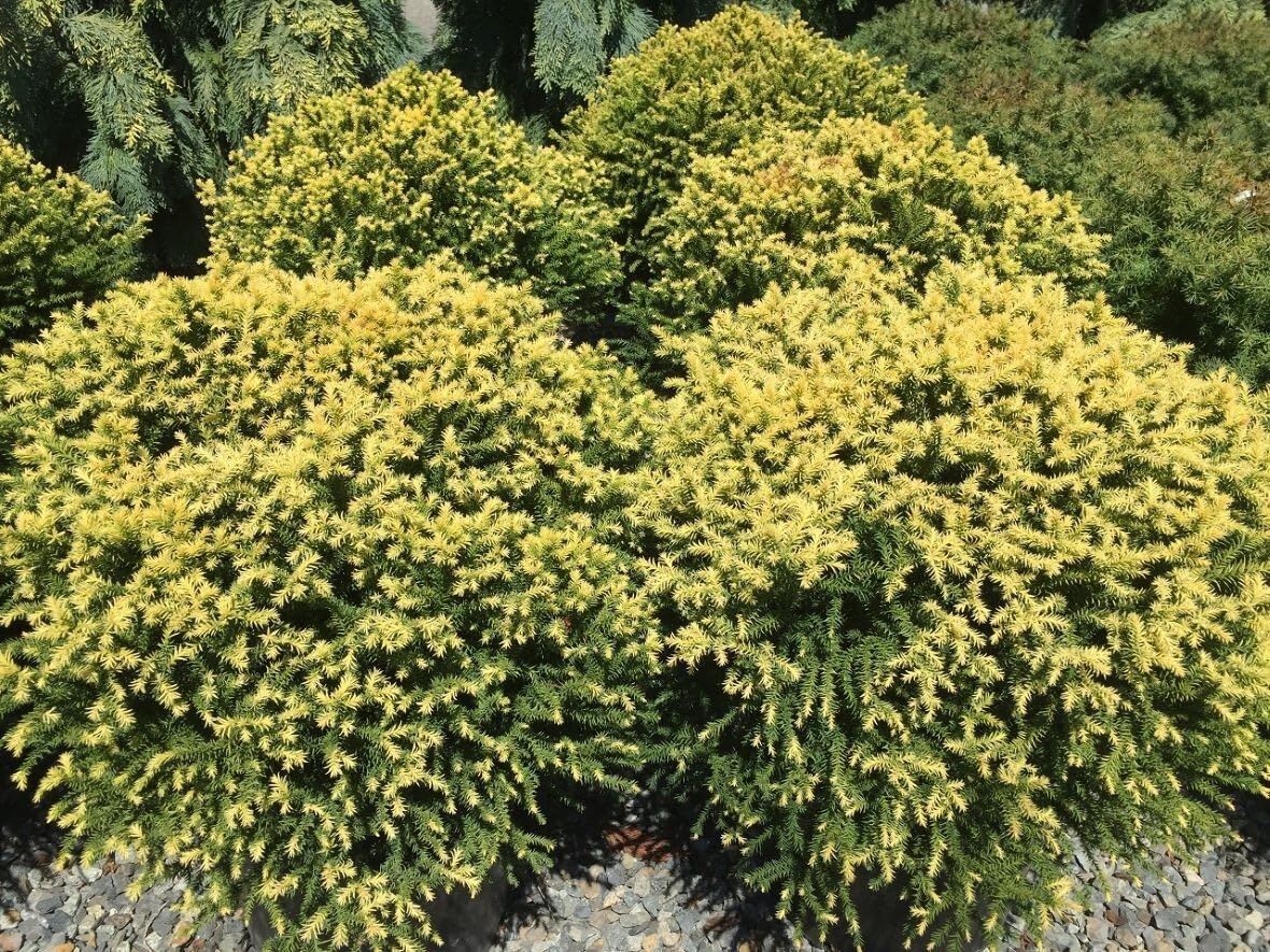Live Plant - Golden Promise Dwarf Cryptomeria - Live Plant - (2.5 Qt)