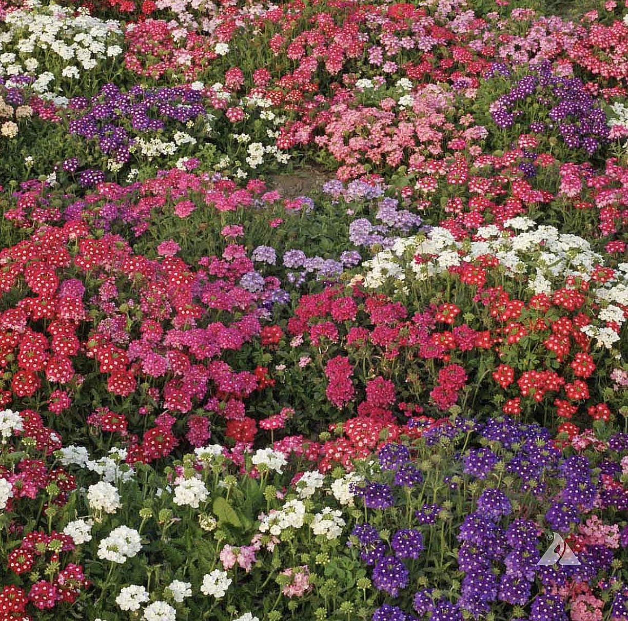 Ideal Florist Mix Verbena Seeds - Mixed Colors for Zones 6-10 - 1500 Seeds…