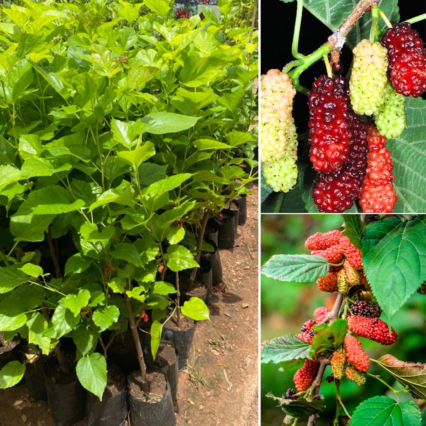 Mulberry Tree Live Plant, 5 to 8 Inch Tall, Sweet Mulberry Plant Live Seedling, No Pot, Edible Mulberries Fruit Tree Plant (Red Mulberry)