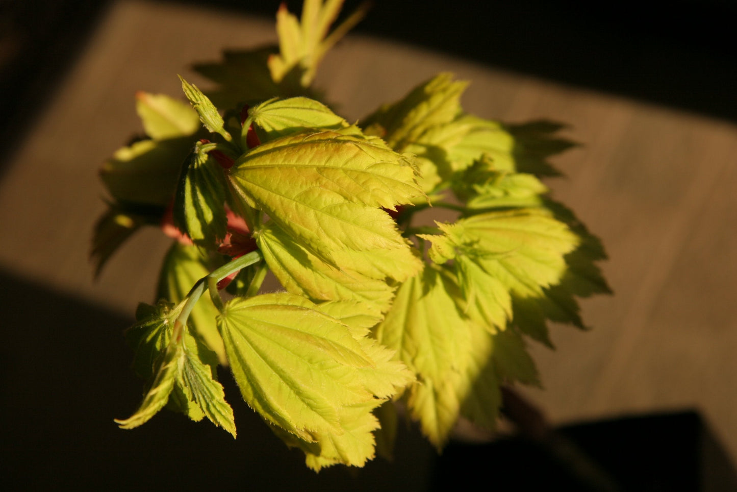 Aureum Golden Full Moon Japanese Maple 2 - Year Live Plant