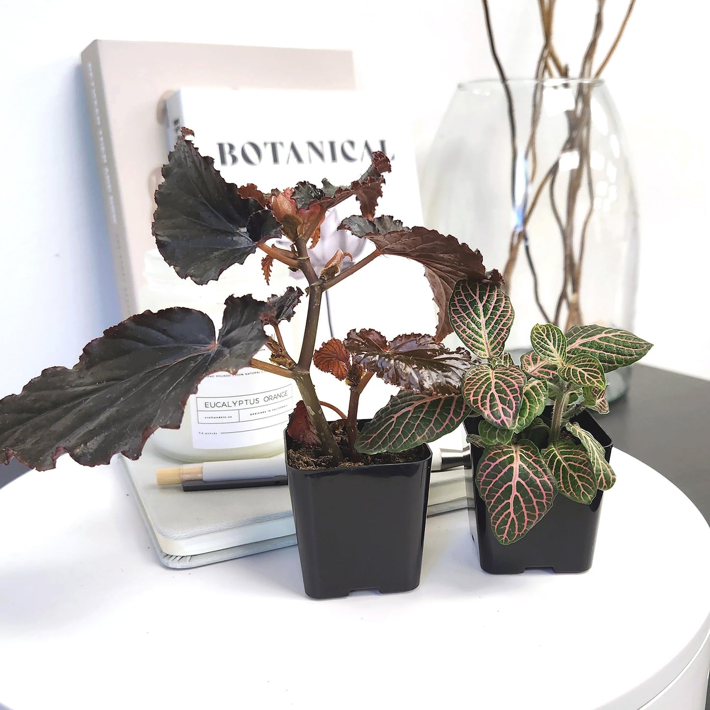 Easy to Grow Houseplants (48 Pack) Live House Plants in Plant Containers, Growers Choice Plant Set in Planters with Potting Soil Mix, Home Décor Planting Kit or Outdoor Garden Gifts by Plants for Pets