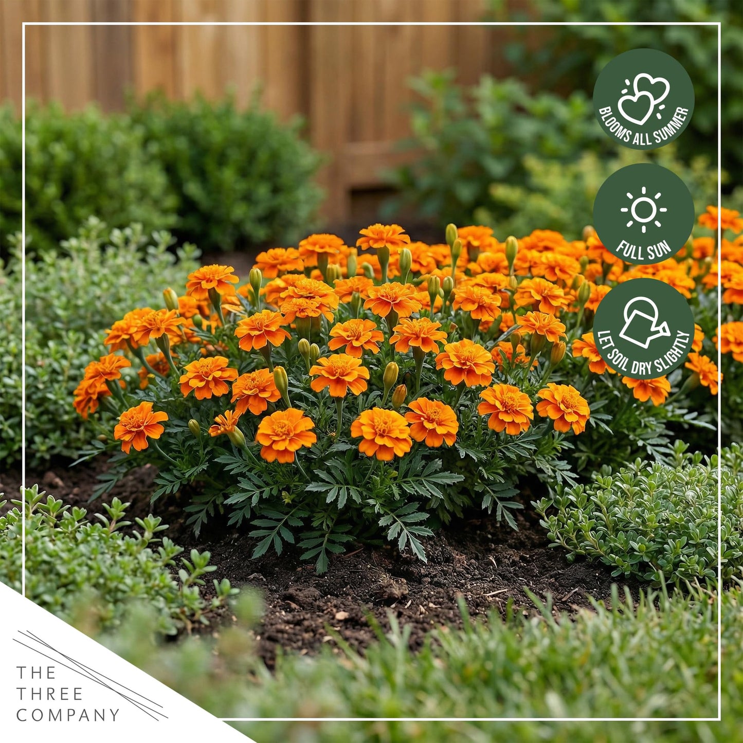 Live Flowering Marigold - Durango Orange (4 Per Pack), Beautiful Spring Color, 8" Tall by 4" Wide in 1 Pt Pot