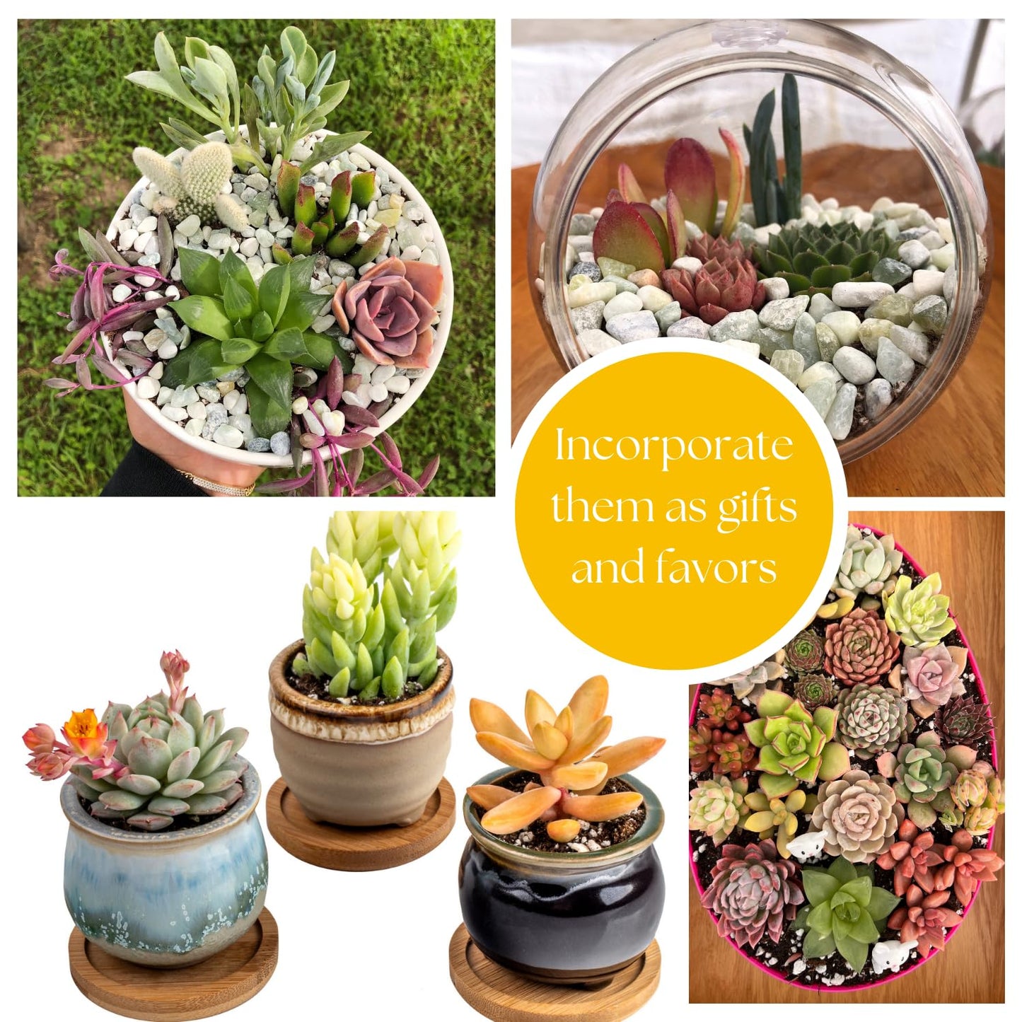 Live Trailing Succulent 4 Pack | Well Rooted Hanging Ruby Necklace (Little Pickles) Planted in 2 inch Pots | Small Plants for Baskets or Planters | DIY, Home Outdoor/Indoor Wedding or Birthday Gift