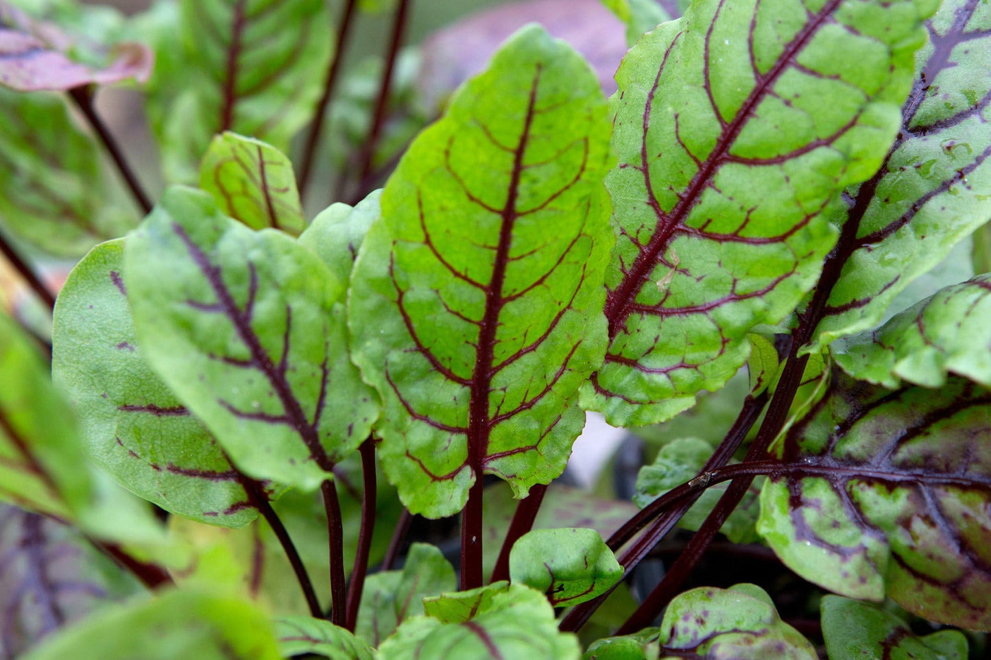 Indian Sorrel Seeds for Planting, Fast Germination & High Yield, Hardy & Nutrient-Rich, Ideal for Home Garden, Pots & Outdoor Growing, Easy to Cultivate & Low Maintenance, Thrives in All Climates