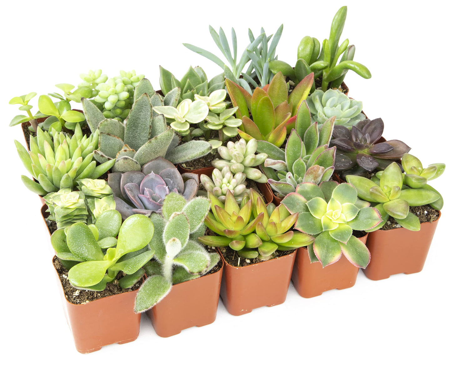 Plants for Pets Easy to Grow Houseplants (12 Pack) & Altman Plants Live Succulent Plants (20 Pack) - Indoor Plants in Plant Pots