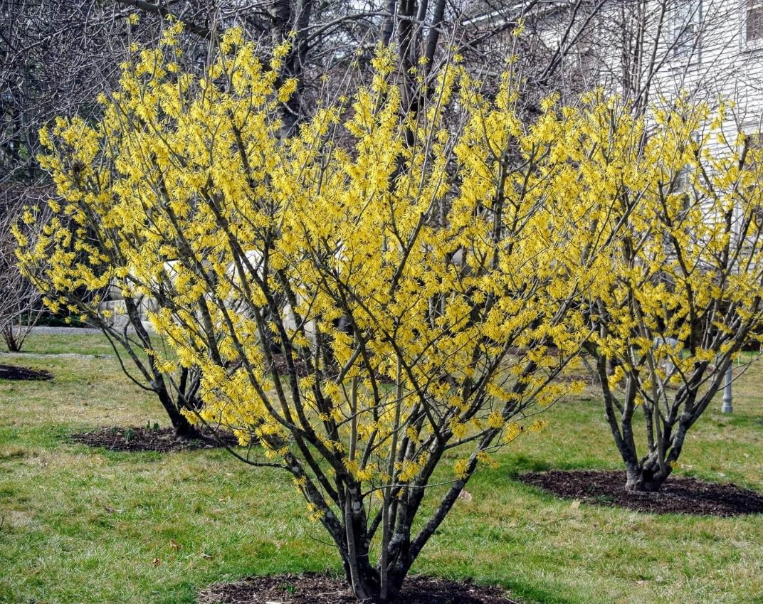Live Plant - 2 Witch Hazel Shrubs - 8-12" Tall - Live Plants - 4" Pots - Hamamelis virginiana