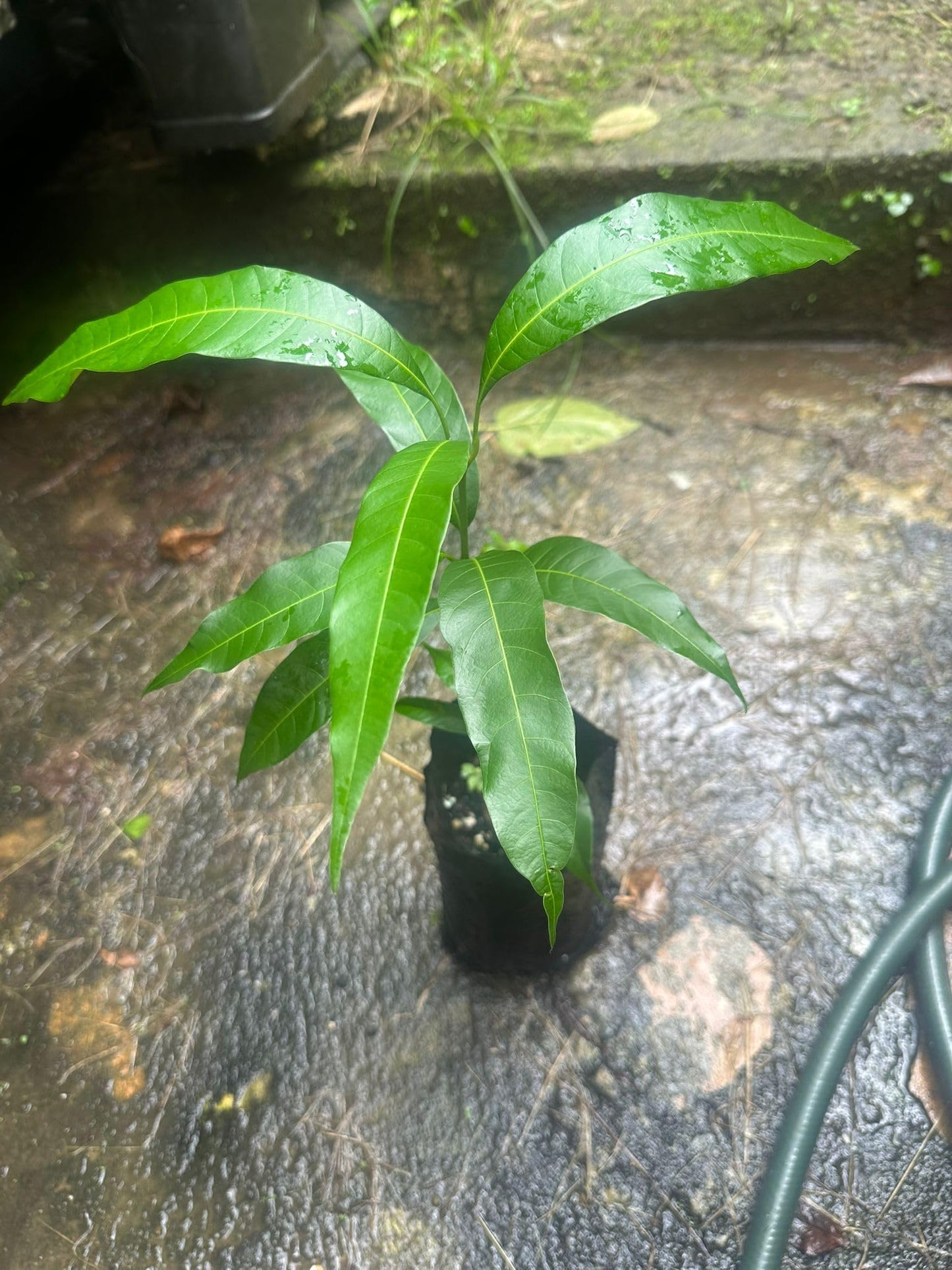 Palmer Mango Tree – 8–12 in Live Tropical Fruit Tree Seedling (Mangifera Indica) | Naturally Grown from Seed | Sweet, Low-Fiber Mango Variety | Fast-Growing Live Plant for Home Garden or Patio