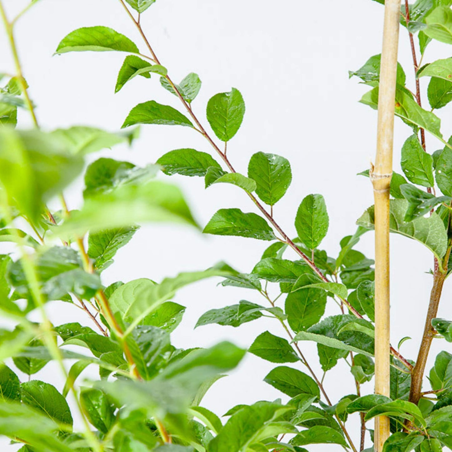 Perfect Plants Methly Plum Tree Live Plant, Produces Fruit, 4-5ft, Includes Care Guide
